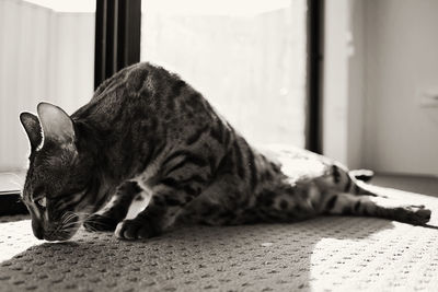 Cat sleeping on tiled floor