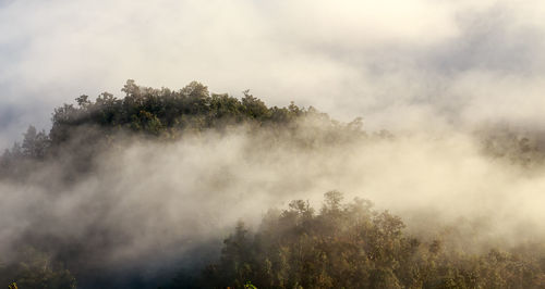 Trees in forest against sky