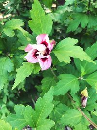 Close-up of pink flower blooming outdoors