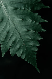 Close-up of fresh leaves on plant against black background