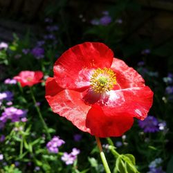 Close-up of red flowers