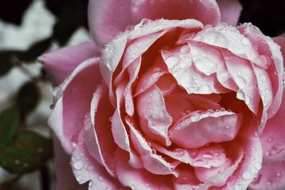 Close-up of pink rose