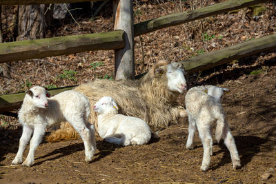 High angle view of sheep in pen