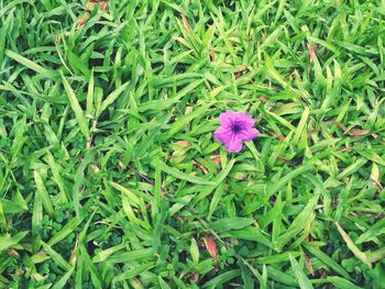 High angle view of flower growing in field