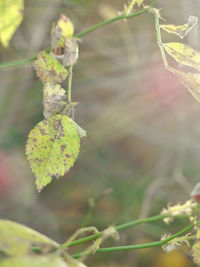 Close-up of plant against blurred background