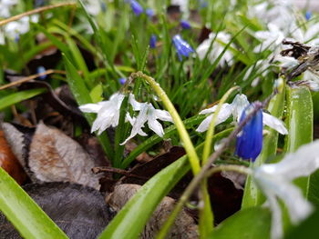 Close-up of purple flowering plants on field