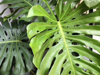 Full frame shot of green leaves