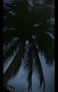 Low angle view of palm trees against sky