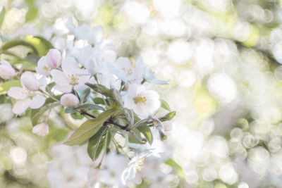 Close-up of white flowering plant