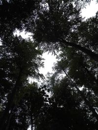 Low angle view of trees in forest against sky