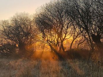 Bare trees on field during sunset