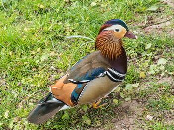 View of duck on field