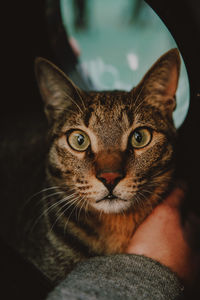 Close-up portrait of tabby cat