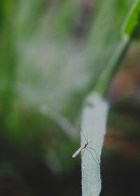 Close-up of insect on leaf