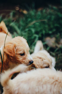 Close-up of a dog lying on land