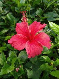 Close-up of red hibiscus flower