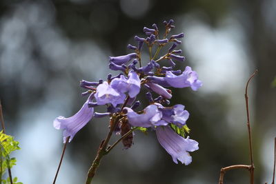 Close-up of purple flowering plant