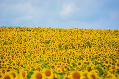 Scenic view of oilseed rape field against sky