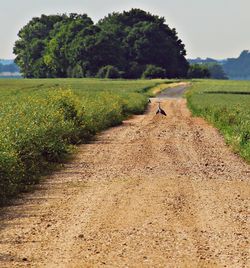 Road passing through field