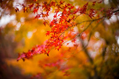 Red maple leaves on tree