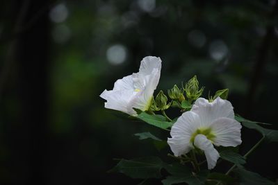 Close-up of white flowering plant