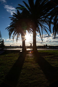 Palm trees in park at sunset