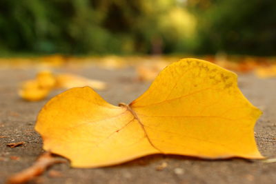 Close-up of yellow maple leaf