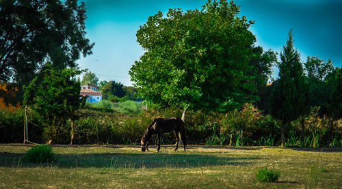 Horse grazing in a field