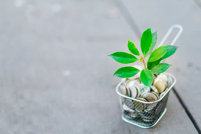 Close-up of potted plant on table