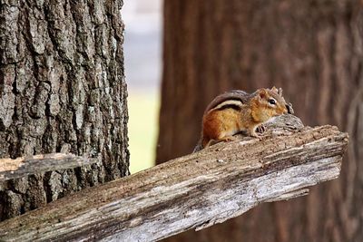 Close-up of squirrel on wood by tree