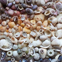 High angle view of seashells