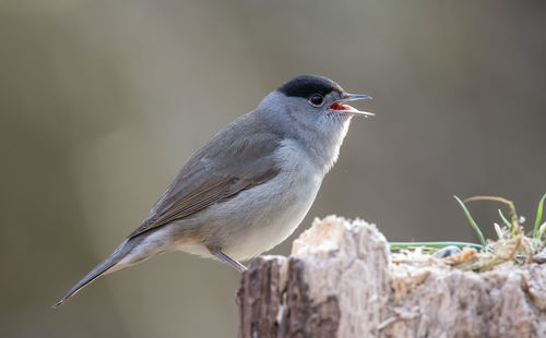 Close-up of bird perching on wood