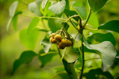 Close-up of flower on plant