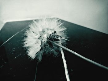 Close-up of dandelion against white wall
