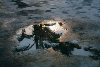 High angle view of a turtle on rock