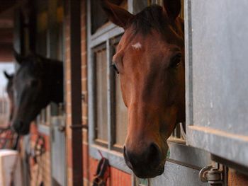 Close-up of a horse in stable