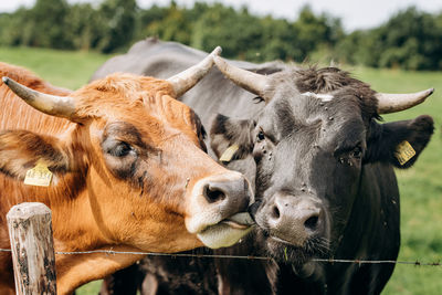 Cows in a field