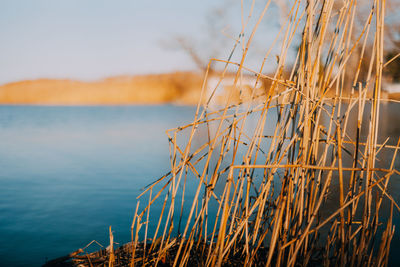 Close-up of grass on beach against sky