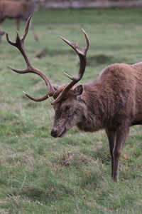 Stag deer in a field