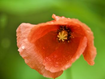 Close-up of orange poppy