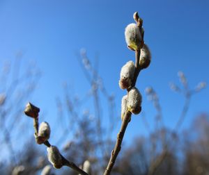 Low angle view of flowering plant against sky