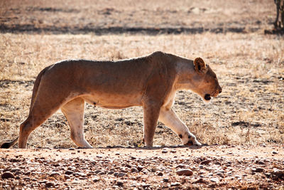 Full length of a cat