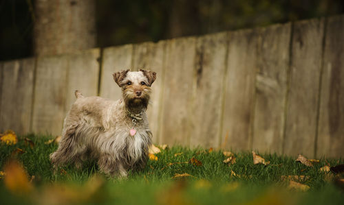 Dog standing on grassy field 