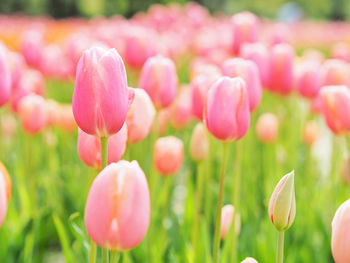 Close-up of pink tulips on field