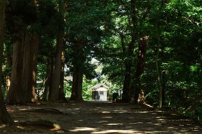 Trees in forest