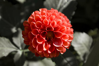 Close-up of red flower blooming outdoors