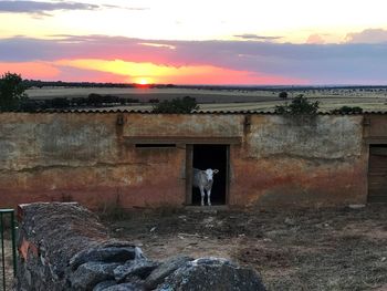 Rear view of horse standing by sea against sky during sunset