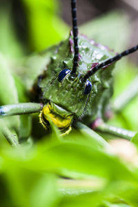 Close-up of insect on leaf