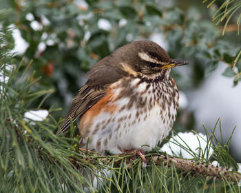 Close-up of bird perching on tree