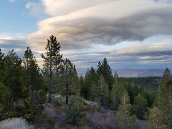 Scenic view of pine trees against sky